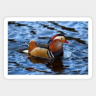 Mandarin duck Sticker